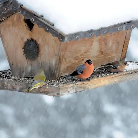 Szálloda Arlenwald Arosa